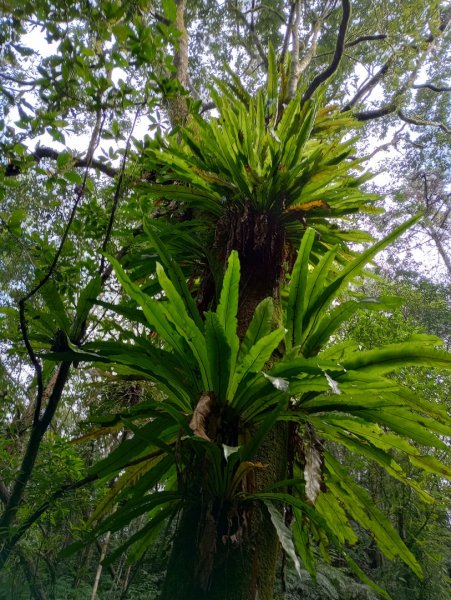 雷公埤山-鱷魚島觀景-小格頭獅頭山2001505