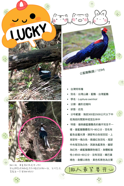 收集小百岳-溪州山巧遇藍腹鷴