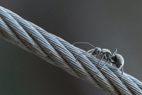枕頭山古砲台歷史古道O型（含薑母島）2948468