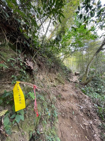 230416-小百岳#057 梨子腳山。18禁-竟能在茶樹上偶遇黑線黃尺蛾。美美兔O繞走成8字。2117351