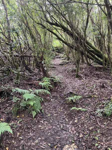 20250713-Ep.10李崠山步道-2025森遊竹縣皮皮獅探險隊2851958