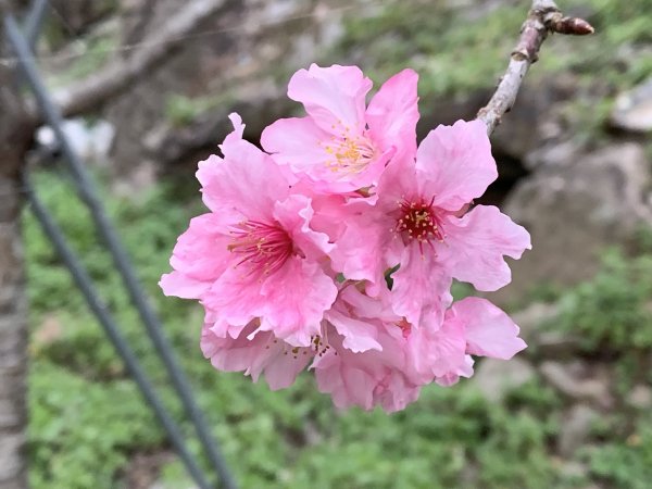20231125台中谷關七雄東卯山2365251
