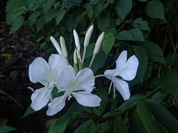 塘湖古道看到的花花草草2593946