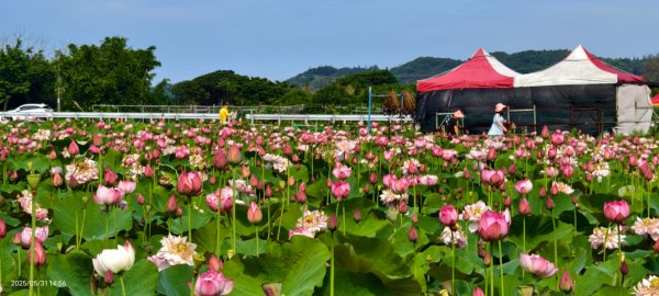 金山清水濕地 5/31 #牡丹蓮 #香水蓮2799985