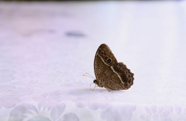 從新北走到桃園...青龍嶺縱走大棟山138796