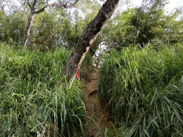 造橋鄉口山步道(老庄山+菜瓜窩山+造橋口山)2933700