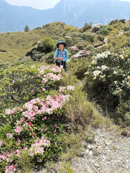 合歡東峰、小奇萊賞玉山杜鵑2542860