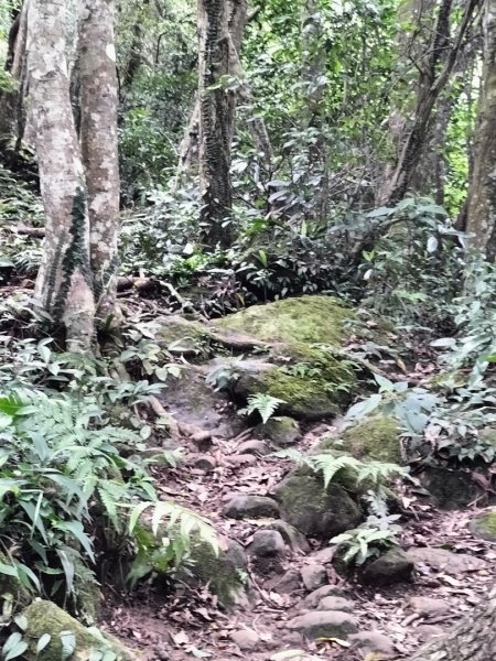 關西赤柯山、東獅頭山步道2262845