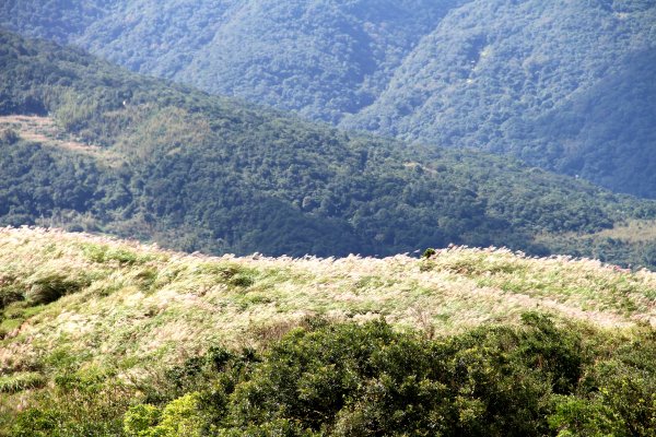 草嶺古道-桃源谷遍野芒花翻飛，飽覽絕美山海奇景！2335619
