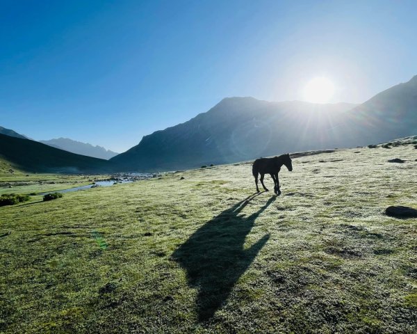 喀什米爾/馬牛羊駱駝動物寫真2565809
