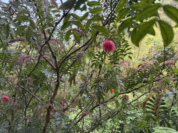 [微笑山線_第八段] 2026_0411 二格山系_西帽子岩3034944