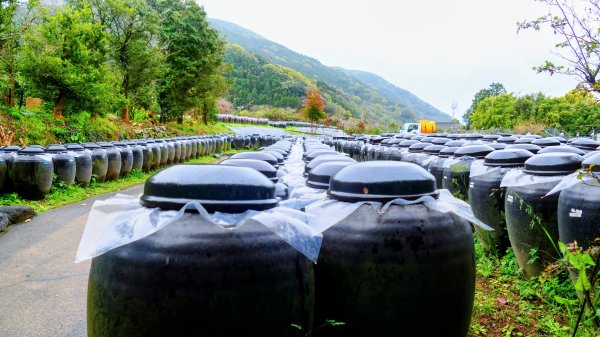 宮崎青島,母智丘,桷志田,櫻島,渡輪3027910