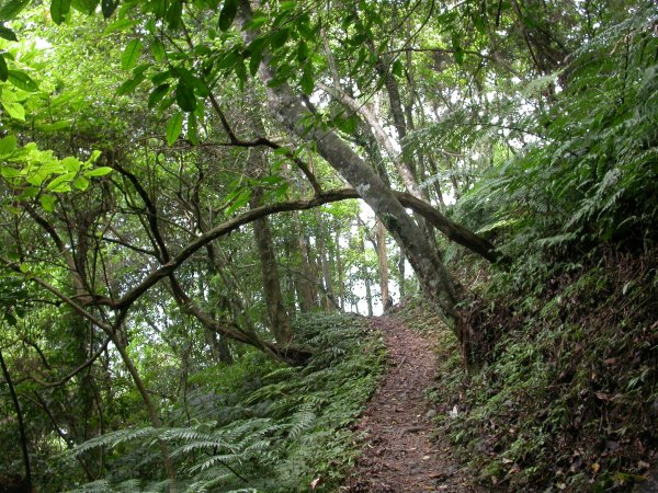 內洞森林遊樂區1966186