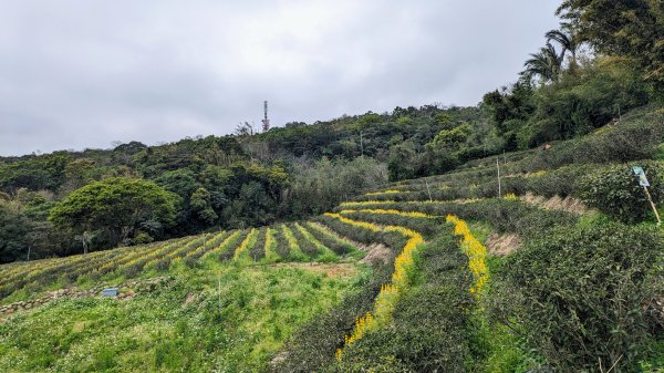 大北坑魯冰花2435740