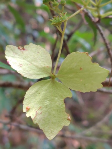 巒安堂、西巒大山2931655