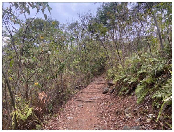 惠蓀林場 杜鵑嶺 O遶一圈3010266