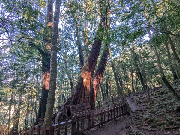 2026.01.03－鎮西堡B區神木群2981161