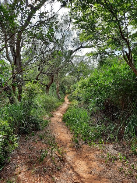 《台中》大肚環保公園登山步道、望高寮賞景1055289