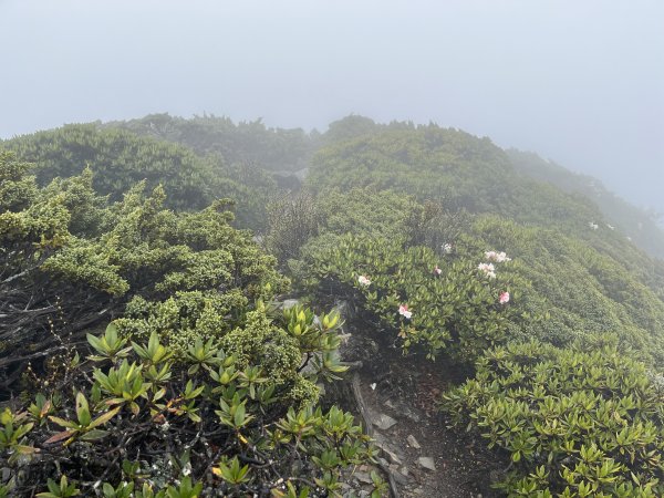 聖稜線I 2023_0525(D3-1) 雪山北峰2166287