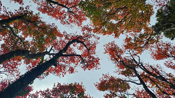 20251212稍來山賞楓2982013