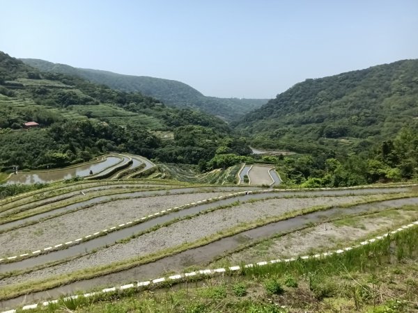 石門區嵩山百年水梯田鳶尾花祭+阡陌步道2763526