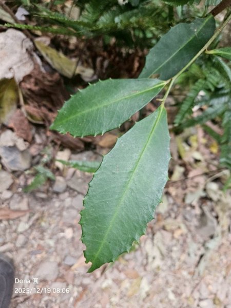 20251219八仙山+佳保台山(谷關三雌)2974422