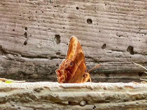 龍過脈森林步道2960917