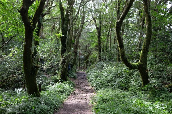 桃園復興區  東卡O縱2823823