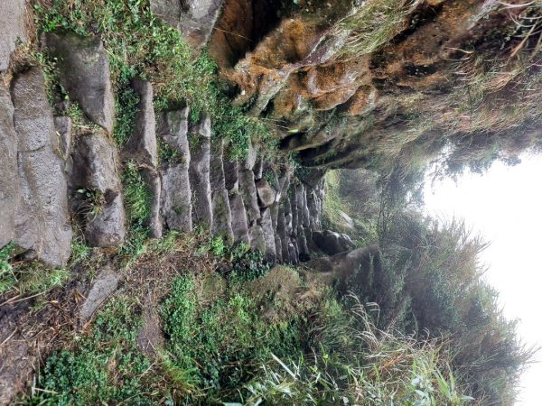 小油坑～七星山～冷水坑～擎天崗1940733