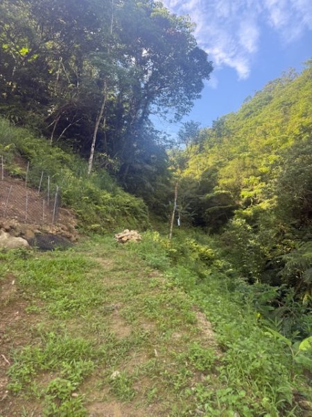 20250601 柑柑柑腳山2801037