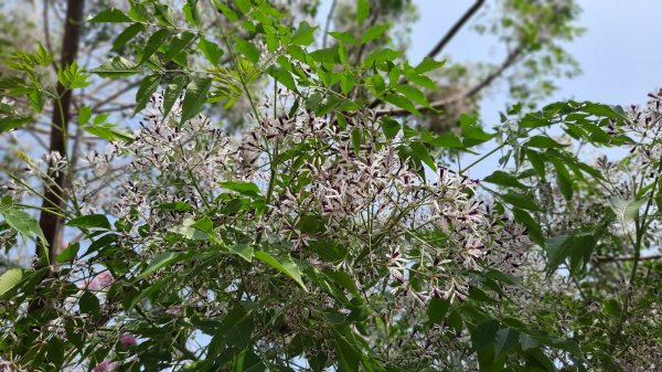 《台中》苦楝樹王｜潮洋溪惠來溪步道生態之旅202303-042124121