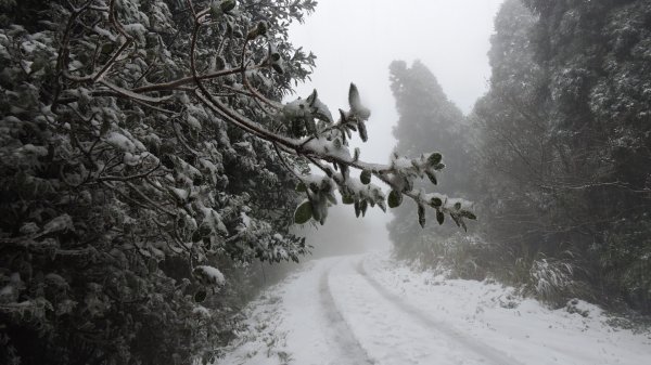 台北後花園下雪了 ！1232096