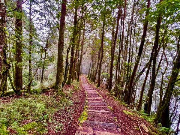 來阿里山大口呼吸～對高岳步道封面