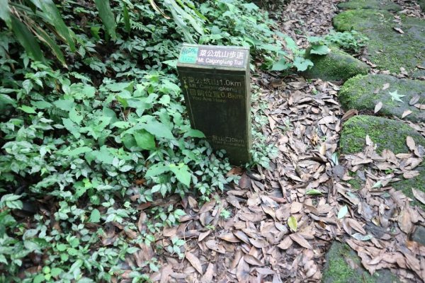 陽明山  菜公坑山 反經石   水車寮步道。林木蓊鬱  豐富的蕨類植披，絕佳避暑古道2174044