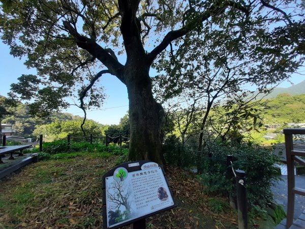 古道探訪｜竹林小徑、百年老樹幽靜古道1180417