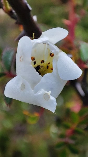 合歡山群峰（南峰、石門山、尖山、東峰）2626810