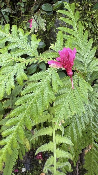 20260204小百岳初音山2994900