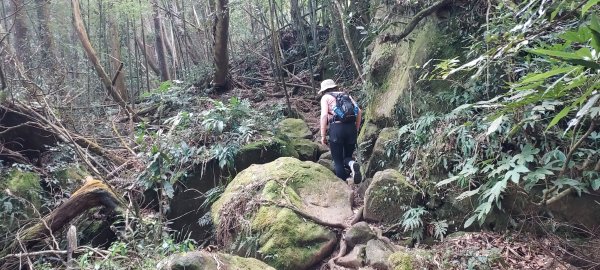 20250218 金柑樹山+忘憂森林2719536