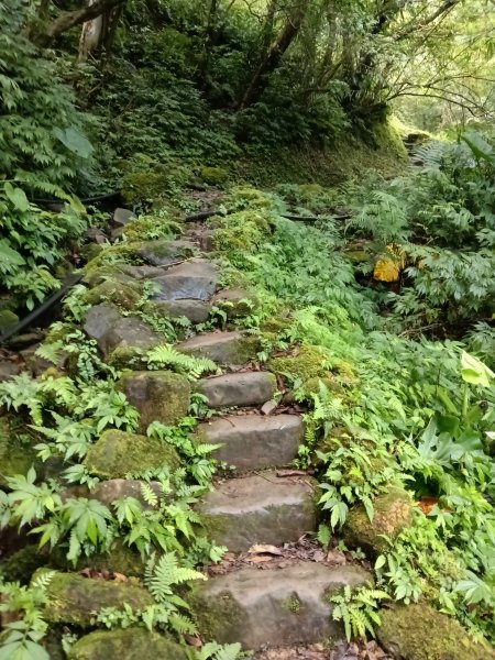 雙溪區崩山坑古道+下坑山稜線越嶺路+下坑山O型2839791