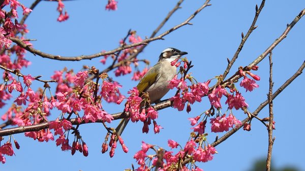 追花是簡單的快樂，賞花是恬淡的幸褔 2/112710547