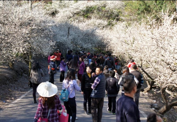 【新聞】梅花盛開 賞花祕境在這裡