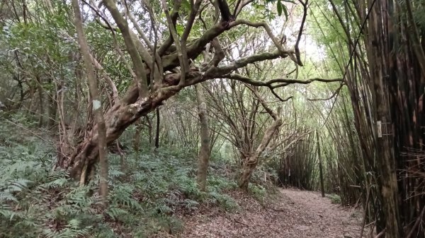 雙溪區溪尾寮古道-藤寮坑古道O型3114501