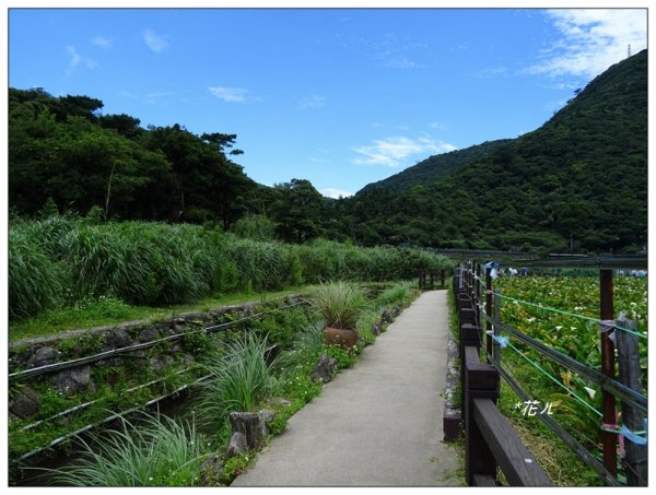 竹子湖/頂湖環狀步道986697