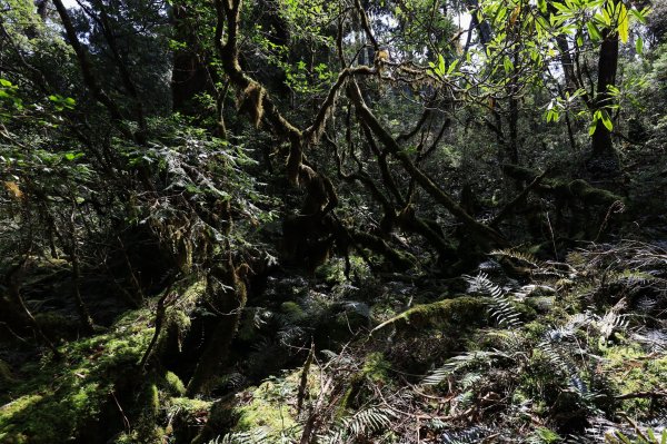 2019遺落的巨人森林聚落--唐穗山700001