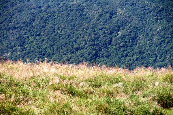 草嶺古道-桃源谷遍野芒花翻飛，飽覽絕美山海奇景！2335618