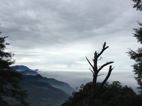 內鳥嘴山（山毛櫸、北得拉曼神木2648206