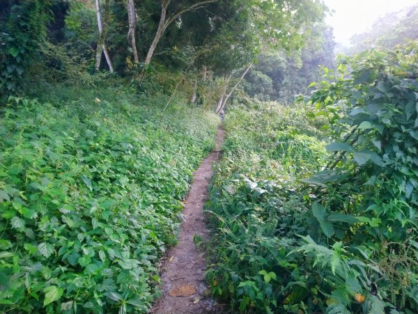 溪頭鳳凰山米堤進來回(小百岳編號053)715518