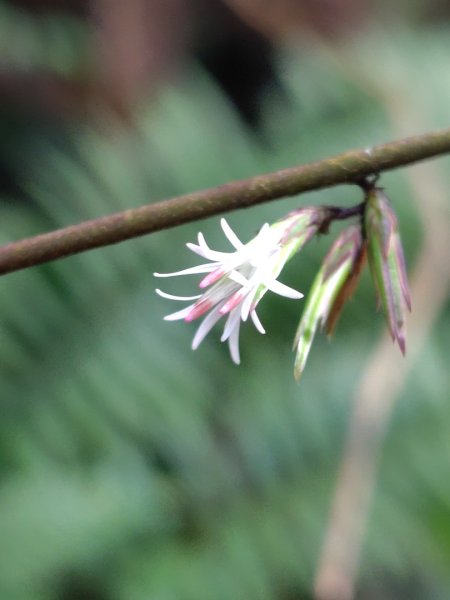 橫沙笛/橫嶺山、沙蓮山、笛吹山2799253