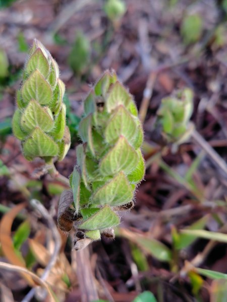 霧里乙部落-舊內文社-霧里乙山東北峰-霧里乙山-霧里乙南山-獅子頭山2766053