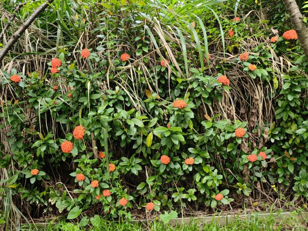 [霄裡好風光，運動樂悠遊！-6/10] 2025_0608 大湳森林公園2808225